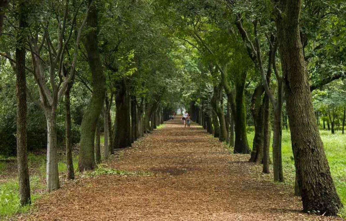 Coyoacán Nurseries – Viveros Park